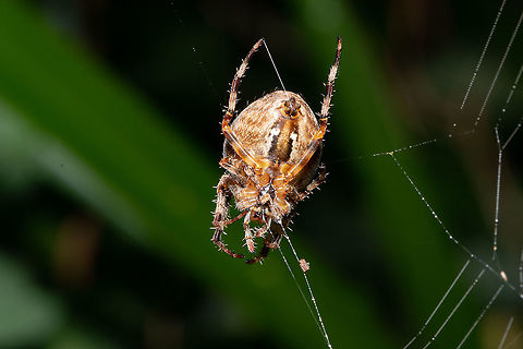 Garden spider Busy eating and repairing her damaged web. Araneus diadematus,Fall,Geotagged,Isle of Wight,United Kingdom,arachnids,cross spider,garden spider,spiders