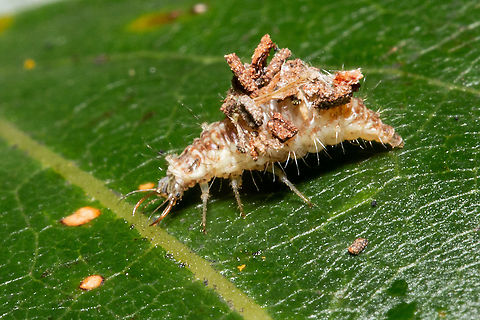 Lacewing larvae Strange looking creature, but very welcome in my garden. Chrysoperla carnea,Common green lacewing,Fall,Geotagged,United Kingdom,insects,isle of wight,lacewings