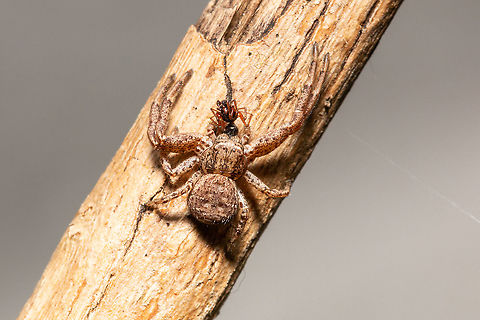 Xysticus acerbus - crab spider with its prey of a tiny  Linyphiid spider Species identified by three British experts. Fall,Geotagged,United Kingdom,Xysticus,Xysticus acerbus,arachnids,crab spiders,isle of wight,spiders