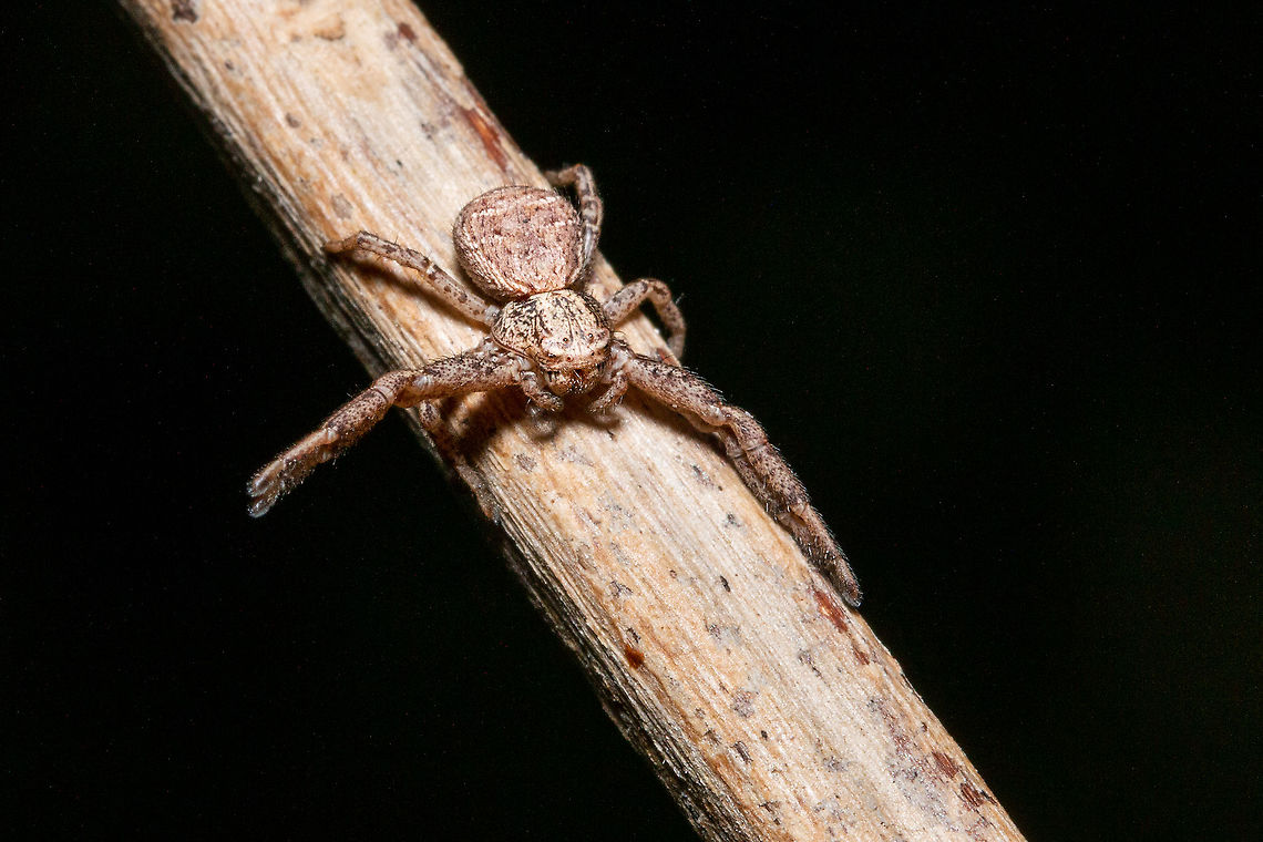 Xysticus acerbus - crab spider  Fall,Geotagged,United Kingdom,Xysticus acerbus,arachnids,crab spiders,isle of wight,xysticus