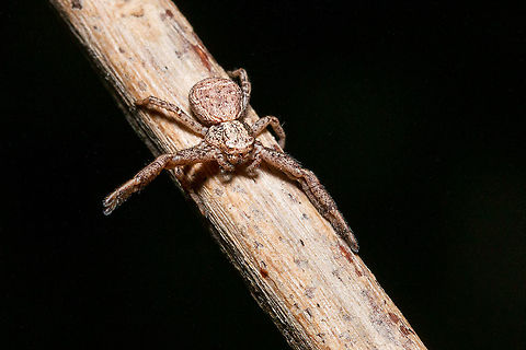 Xysticus acerbus - crab spider  Fall,Geotagged,United Kingdom,Xysticus acerbus,arachnids,crab spiders,isle of wight,xysticus