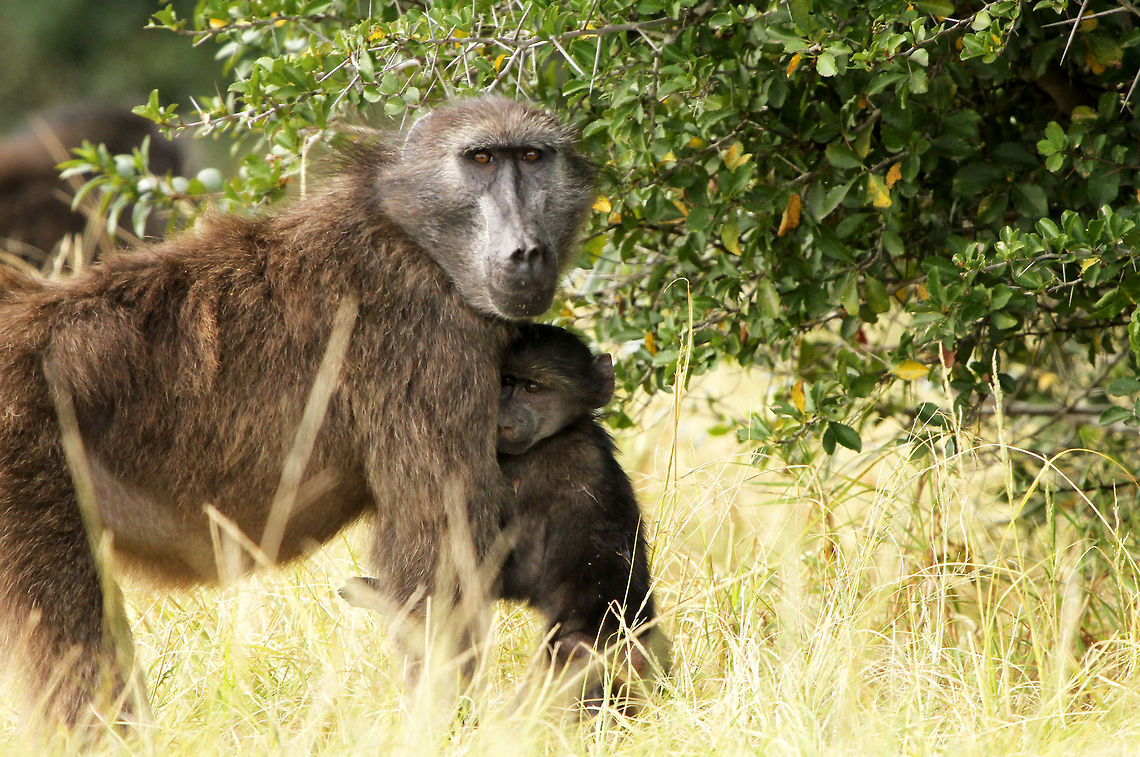 Trust I hadn't realised that there were so few photos of the Chacma baboon, and none of the babies, so here is one of my favourites.<br />
Baboons unfortunately have a bad reputation and are one of the most persecuted of all primates. Fact is they have been inhabiting this earth for a lot longer than humans. Humans however build on their land, taking away their feeding territories and then complain that they have become a nuisance. The local troop has taken to sitting on my verandah (on my chair!) and chomping the tops off all my flowers. Its not easy not to complain but watching the antics of the youngsters makes it worthwhile! Chacma baboon,Geotagged,Papio ursinus,South Africa,baboons,primates