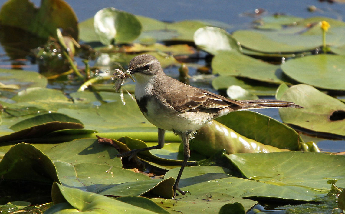 Cape wagtail Unfortunately lunching on the dragonfly I was trying to photo! Cape Wagtail,Geotagged,Motacilla capensis,South Africa
