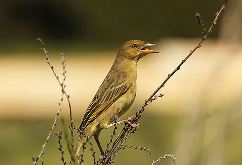 Female Cape weaver  Cape Weaver,Geotagged,Ploceus capensis,South Africa