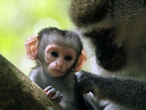 Baby Vervet monkey This youngster is just a few days old and is getting a very meticulous grooming from its devoted mother. Chlorocebus pygerythrus,Geotagged,South Africa,Vervet monkey
