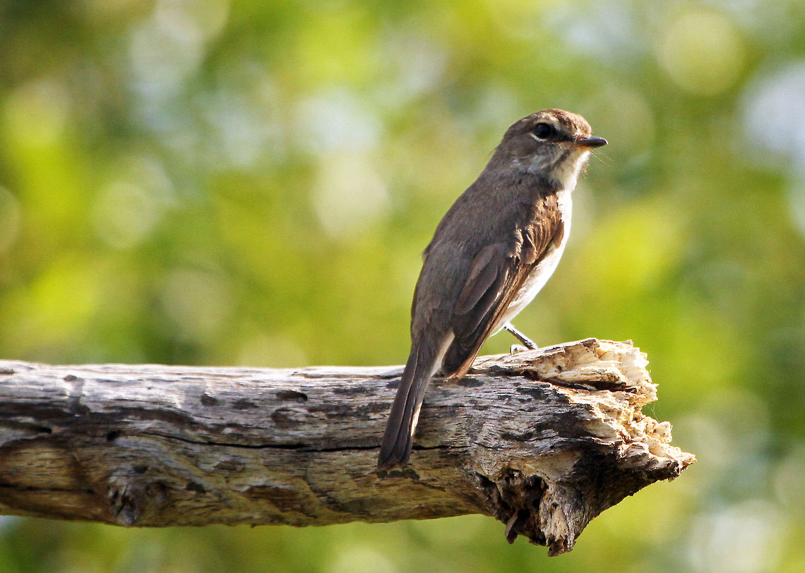Dusky flycatcher  African Dusky Flycatcher,Geotagged,Muscicapa  adusta,South Africa