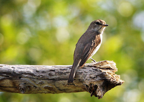 Dusky flycatcher  African Dusky Flycatcher,Geotagged,Muscicapa  adusta,South Africa