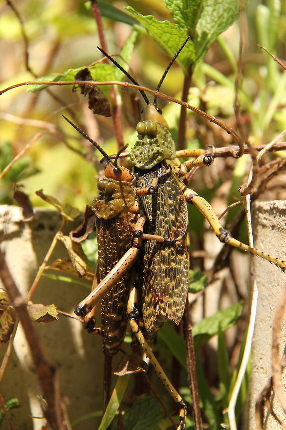 Piggy-back! Possibly these are phymateus leprosus but Wiki does not support that. They are however, Milkweed locusts and are toxic. No idea why these two are stuck together, maybe some kind of mating ritual? Geotagged,Leprous grasshopper,Phymateus leprosus,South Africa,grasshoppers,locusts