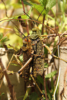 Piggy-back! Possibly these are phymateus leprosus but Wiki does not support that. They are however, Milkweed locusts and are toxic. No idea why these two are stuck together, maybe some kind of mating ritual? Geotagged,Leprous grasshopper,Phymateus leprosus,South Africa,grasshoppers,locusts