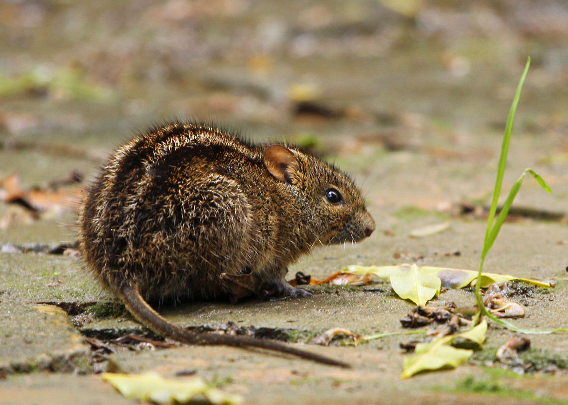 Four-striped mouse Right on cue, a new species decided to visit my garden path this morning. I have glimpsed these briefly in the forest but never near the house. So pleased he decided to hold still long enough for me to grab a camera! Four-striped grass mouse,Geotagged,Mesic Four-striped Grass Rat,Rhabdomys dilectus,Rhabdomys pumilio,South Africa,rodents