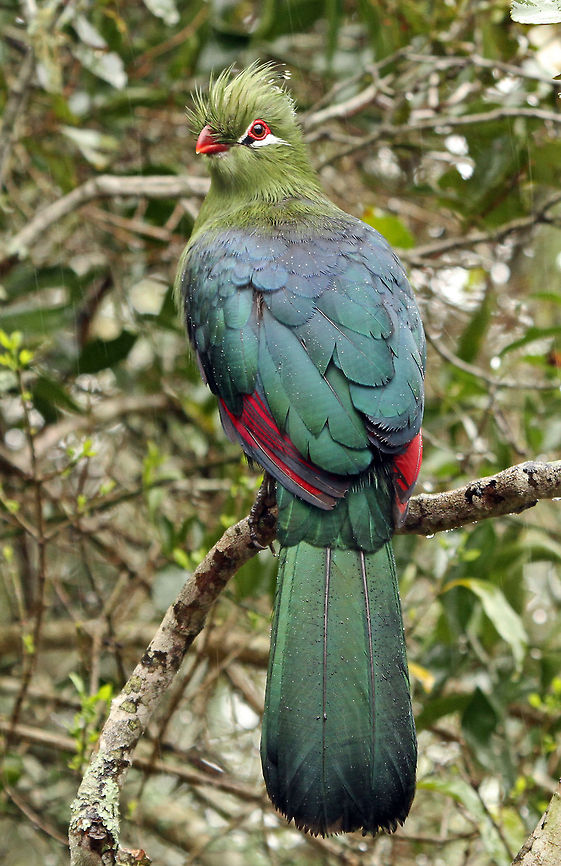 Bad hair day! Knysna Lourie in the rain..beautiful colours, shame about the hair! Geotagged,Knysna Turaco,South Africa,Tauraco corythaix,south africa,turacos