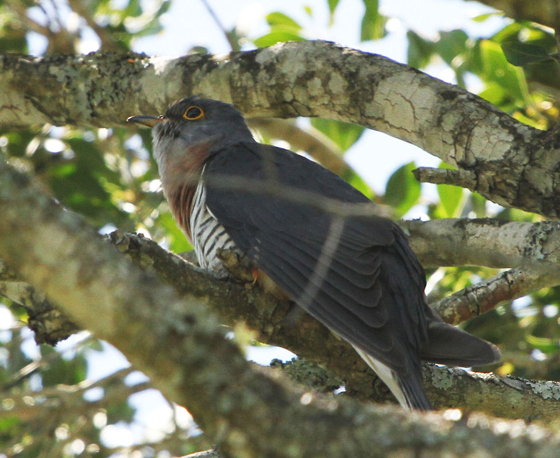Red-chested Cuckoo Marginally better photo than my last one but as this bird spends the majority of its time high up in the trees, I think this is the best I am going to get! A summer visitor to South Africa this cuckoo has a very distinctive call and in SA they call it &#039;Piet my Vrou&#039; which literally means &#039;Peter my Wife&#039; as this is what the call sounds like (apparently). All I can say is that the call is incessant and it call start up at any time of day or night and continue non-stop for hours on end. Cuculus solitarius,Geotagged,Red-chested Cuckoo,South Africa