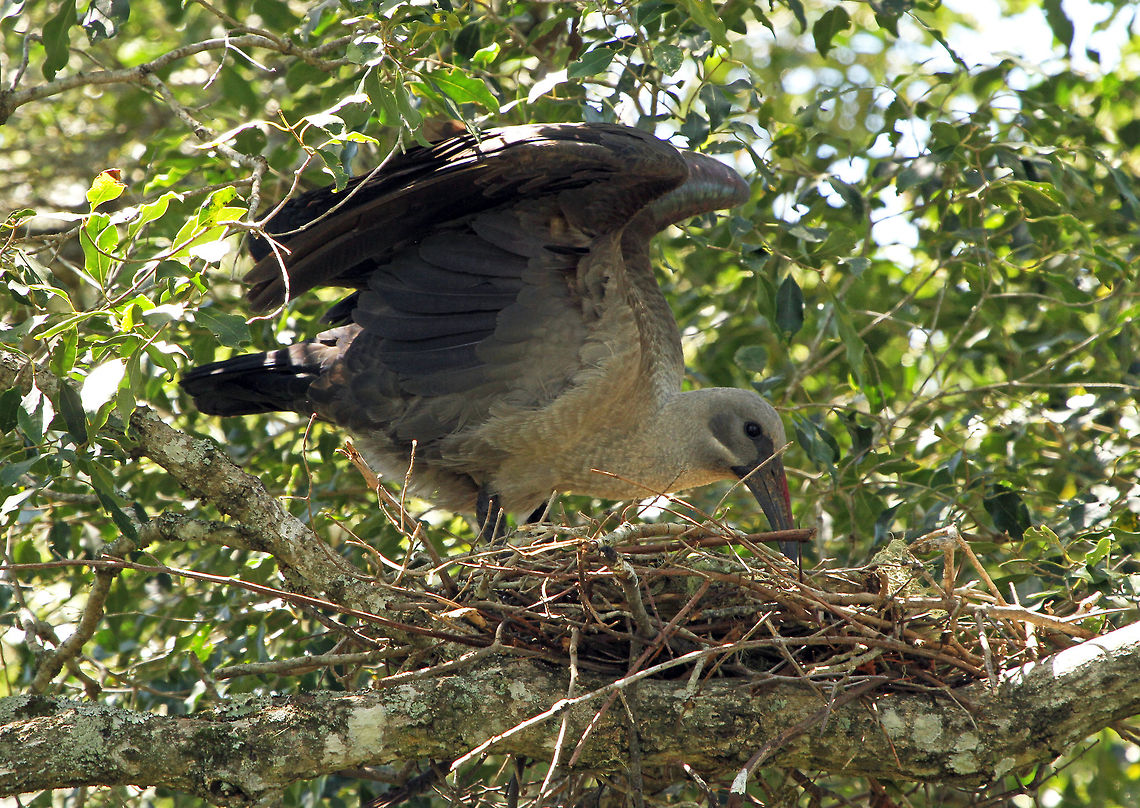 Hadeda nest A Hadeda stretches and rearranges her scruffy but quite remarkable nest. At least this year she built it in a spot where I can see it, so hopefully baby photos soon! Bostrychia hagedash,Geotagged,Hadada Ibis,South Africa