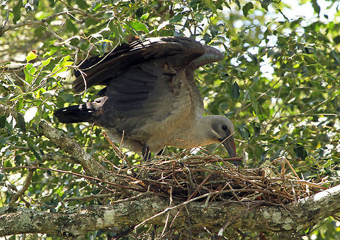 Hadeda nest A Hadeda stretches and rearranges her scruffy but quite remarkable nest. At least this year she built it in a spot where I can see it, so hopefully baby photos soon! Bostrychia hagedash,Geotagged,Hadada Ibis,South Africa
