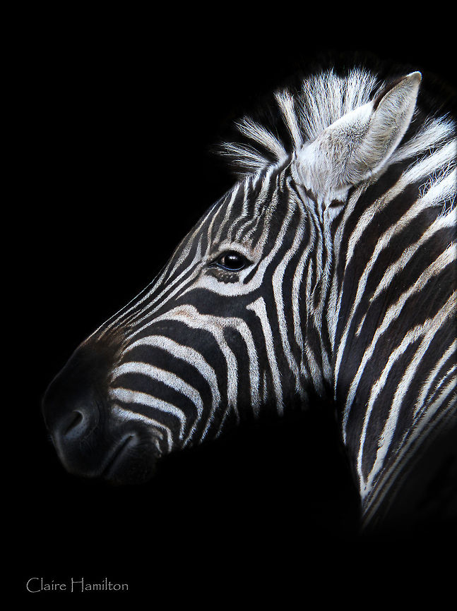 Black and White  Equus quagga,Geotagged,Plains zebra,South Africa