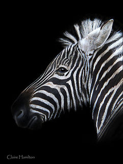Black and White  Equus quagga,Geotagged,Plains zebra,South Africa