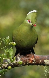 Knysna Lourie  Birds,Geotagged,Knysna Turaco,South Africa,Tauraco corythaix,turacos