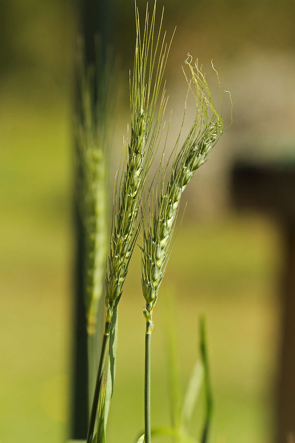 Barley spray  Barley,Geotagged,Hordeum vulgare,South Africa,cereals,plants