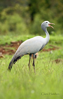 Blue Crane  Anthropoides paradiseus,Blue Crane,Geotagged,South Africa,birds