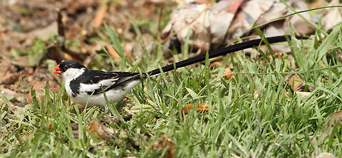 Pin-tailed Whydah When  was out searching for raptors this morning I came across this little fella on the compost heap, I had never seen one here before so very happy! Geotagged,Pin-tailed Whydah,South Africa,Vidua macroura