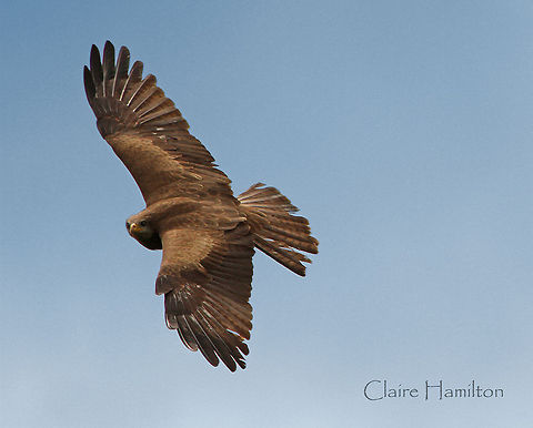 Kite This guy was hovering around this morning so I thought I would have another go at birds in flight, something I am not very successful with. This is not the sharpest and a fair bit of noise but better I think than previous attempts! Geotagged,Milvus aegyptius,South Africa,Yellow-billed Kite,raptors