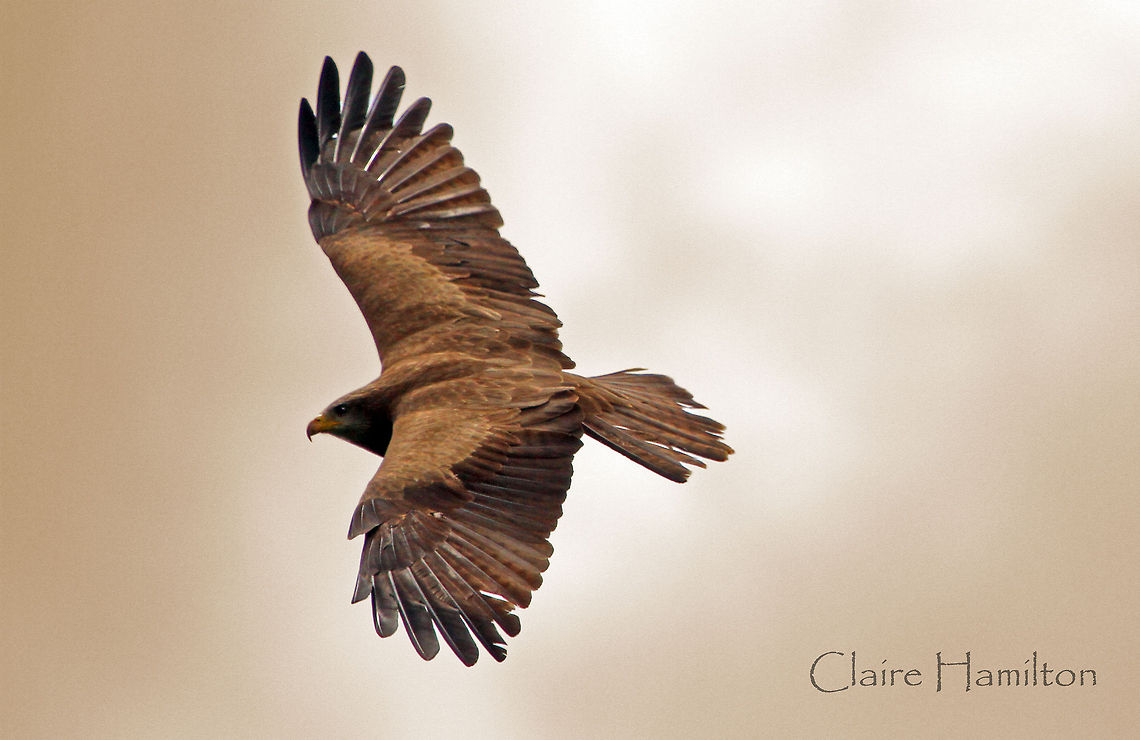 Kite 2 Another of my mornings attempts. Next time I must remember to take a tripod! Sorry this is very similar to the other one, I just could not decide which one I liked best! Geotagged,Milvus aegyptius,South Africa,Spring,Yellow-billed Kite,raptors