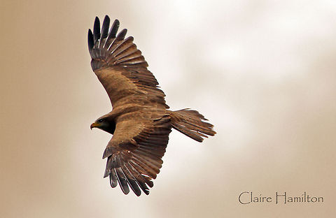 Kite 2 Another of my mornings attempts. Next time I must remember to take a tripod! Sorry this is very similar to the other one, I just could not decide which one I liked best! Geotagged,Milvus aegyptius,South Africa,Spring,Yellow-billed Kite,raptors