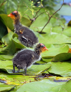 Coot babies!  Fulica cristata,Geotagged,Red-knobbed Coot,South Africa,south africa,water birds