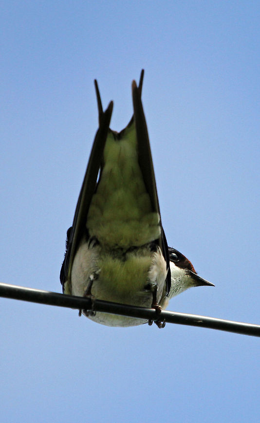 Swallows Tail  Hirundo albigularis,White-throated Swallow,birds,south africa