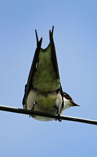 Swallows Tail  Hirundo albigularis,White-throated Swallow,birds,south africa