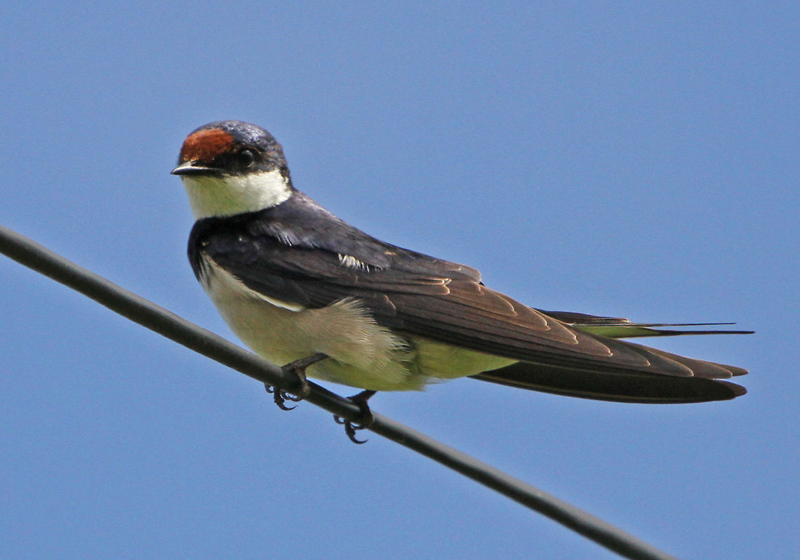 Swallow I hadn&#039;t realised this was a new species so here is the full version rather than just its rear end! Hirundo albigularis,White-throated Swallow,birds,south africa