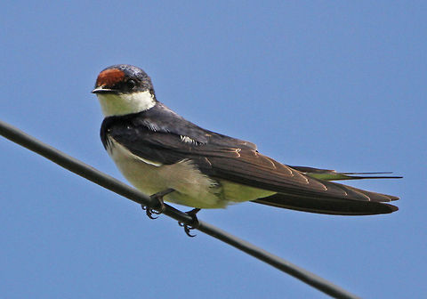 Swallow I hadn't realised this was a new species so here is the full version rather than just its rear end! Hirundo albigularis,White-throated Swallow,birds,south africa