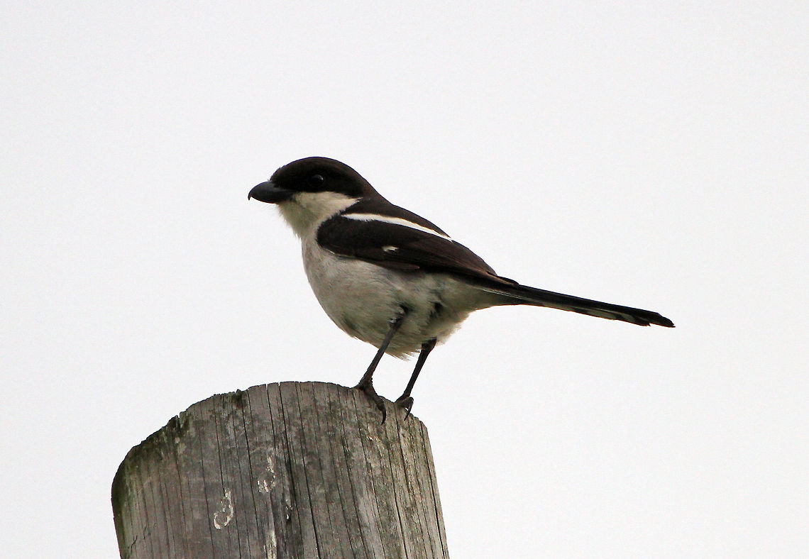 Common Fiscal Not the best photo I am sorry but this thing has been eluding me for months. I have resigned myself to the fact that this is probably the best I am going to get! Geotagged,Lanius collaris,South Africa,Southern Fiscal,Spring,birds,south africa