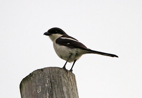 Common Fiscal Not the best photo I am sorry but this thing has been eluding me for months. I have resigned myself to the fact that this is probably the best I am going to get! Geotagged,Lanius collaris,South Africa,Southern Fiscal,Spring,birds,south africa