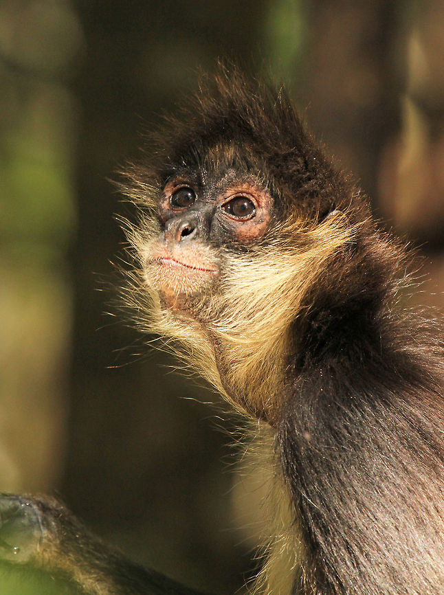 Happy Spider monkey One of only three primates to have a fully prehensile tail. The others being Howler and Woolly Ateles geoffroyi,Geoffroys spider monkey,Geotagged,South Africa,Spring,monkeys,primates