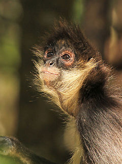 Happy Spider monkey One of only three primates to have a fully prehensile tail. The others being Howler and Woolly Ateles geoffroyi,Geoffroys spider monkey,Geotagged,South Africa,Spring,monkeys,primates