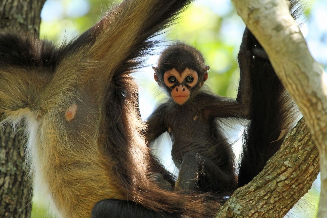 Baby Spider monkey Cuteness overload? Ateles geoffroyi,Geoffroys spider monkey,Geotagged,South Africa,monkeys,primates