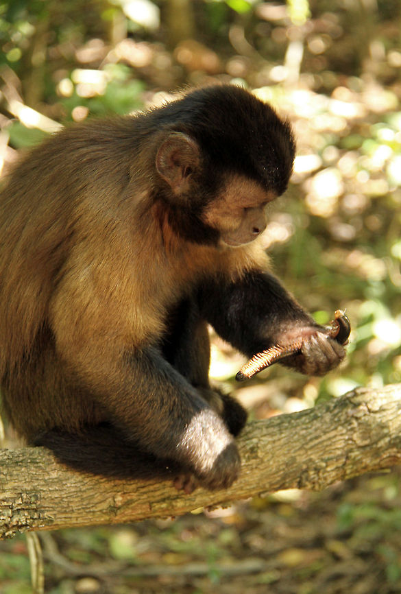 Mosquito repellant monkey style! My apologies for the quality of the photo but you may find this interesting..<br />
 Cebus apella,Geotagged,Mosquito,South Africa,Tufted capuchin,monkeys,primates