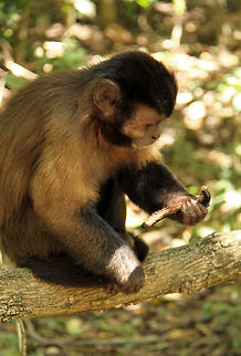 Mosquito repellant monkey style! My apologies for the quality of the photo but you may find this interesting..
 Cebus apella,Geotagged,Mosquito,South Africa,Tufted capuchin,monkeys,primates