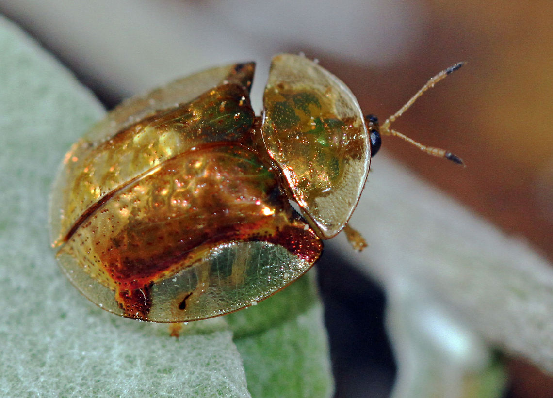 Golden Tortoise Beetle This little critter turned up on my desk this afternoon, I thought it was a bead or something until it started moving! I have never seen anything like it! Although wiki states this is native to America, several species are also found in Africa and Asia.<br />
(By the way, this is my first ever attempt at macro, so not quite mastered the art yet!) Aspidimorpha,Aspidimorpha quadriremis,Charidotella sexpunctata,Fool’s gold beetle,Geotagged,Golden Tortoise Beetle,South Africa
