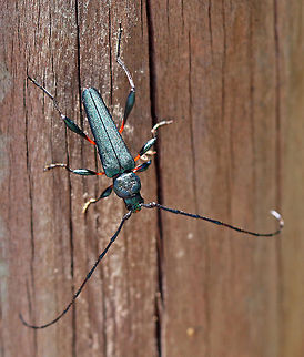 Longhorn Beetle A member of the Cerambycidae group, but no idea which one Cerambycidae,Geotagged,Longhorn beetle,South Africa,beetles,insects,south africa