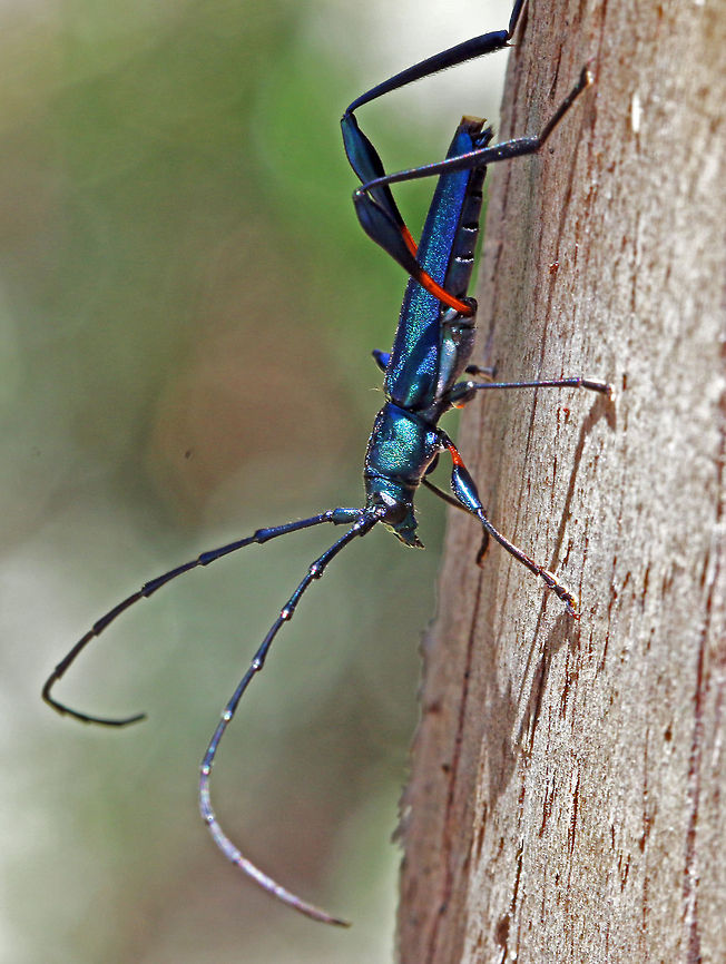 Longhorn beetle side view  Geotagged,South Africa,beetles,cerambycidae,insects,longhorn beetle,south africa