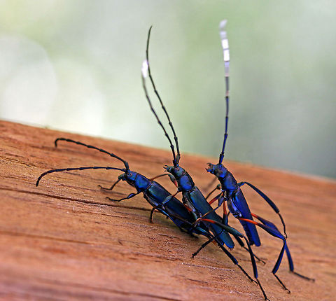 Longhorn trio  Geotagged,Longhorn beetle,South Africa,beetles,cerambycidae,insects,south africa