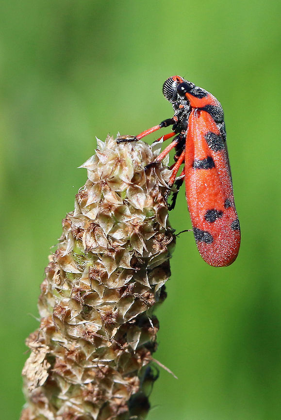Red-spotted spittle bug These are one of those insects that leave &#039;cuckoo spit&#039;, the little frothy mounds on plants.<br />
Alas, wiki will not allow this or its scientific name Locris arithmetica Geotagged,Locris arithmetica,South Africa,Summer,beetles,bugs,insects,south africa