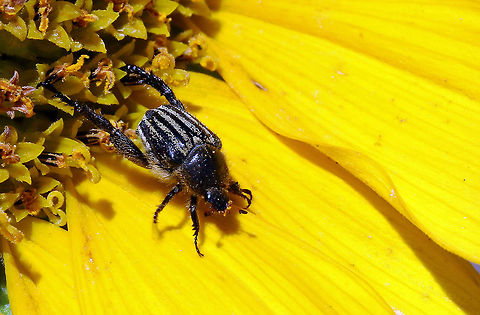 Monkey Beetle Another one I cannot find in wiki. I am sure it is a monkey beetle though Geotagged,South Africa,beetles,bugs,insects,south africa