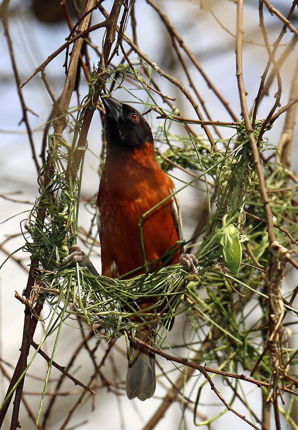 Chestnut weaver  Chestnut Weaver,Geotagged,Ploceus rubiginosus,South Africa,birds,weaver birds