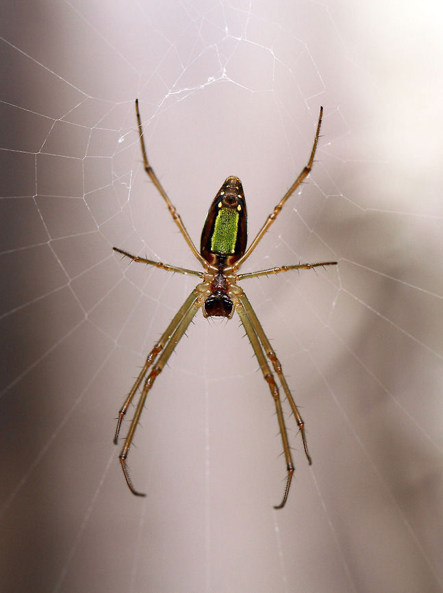 Silver Marsh Spider Tetragnathidae Leucauginae I found three of these little beauties outside the house today ranging in size from about 20 - 30mm. Unfortunately I was unable to see the other side as the webs were against a retaining wall. if they are still there tomorrow I can see if they have moved. Or in hindsight, I shall use a mirror!  Geotagged,Lavenderi's Marsh Spider,Leucauge lavenderi,South Africa,Spiders,lavenderi's vlei spiders also known as Silver marsh spiders