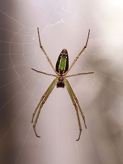 Silver Marsh Spider Tetragnathidae Leucauginae I found three of these little beauties outside the house today ranging in size from about 20 - 30mm. Unfortunately I was unable to see the other side as the webs were against a retaining wall. if they are still there tomorrow I can see if they have moved. Or in hindsight, I shall use a mirror!  Geotagged,Lavenderi's Marsh Spider,Leucauge lavenderi,South Africa,Spiders,lavenderi's vlei spiders also known as Silver marsh spiders
