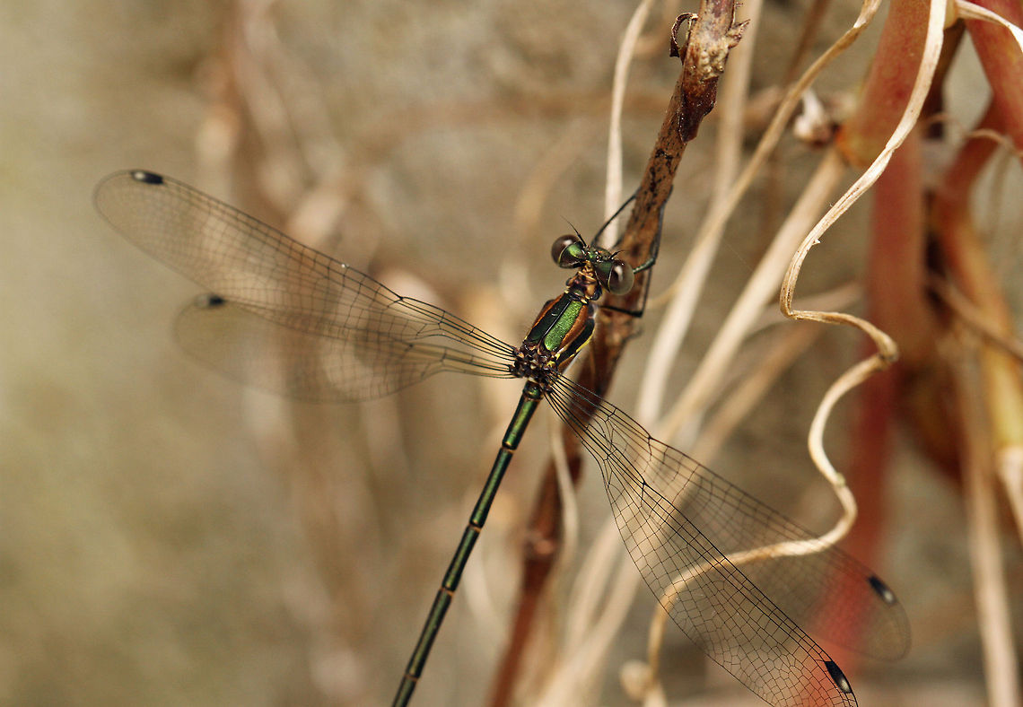 Mountain malachite  Chlorolestes fasciatus,Geotagged,South Africa,dragonflies,insects,south africa