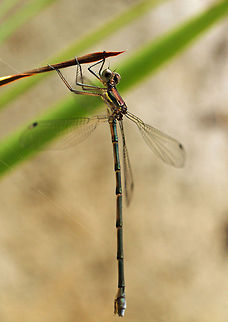Mountain malachite full view  Chlorolestes fasciatus,Geotagged,South Africa,dragonflies,south africa